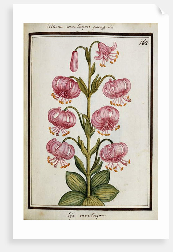 Martagon Lily, c.1700 by French School