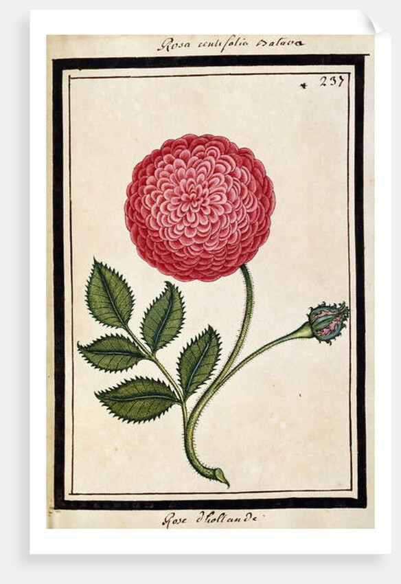 Dutch Rose, c.1700 by French School