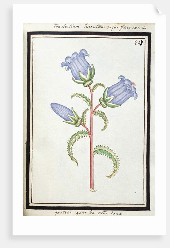 Campanula Trachelium, c.1700 by French School