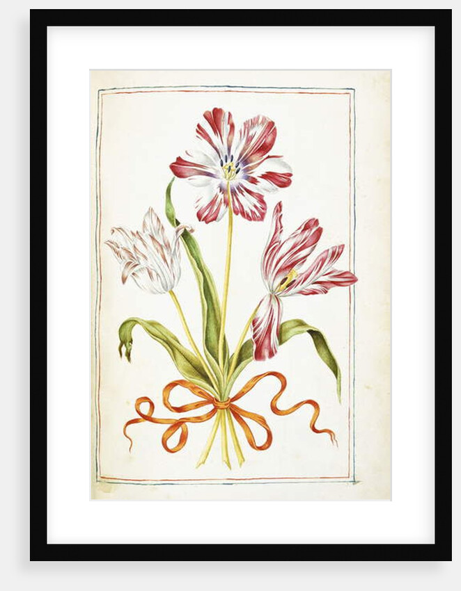 Tulips, 18th century by French School