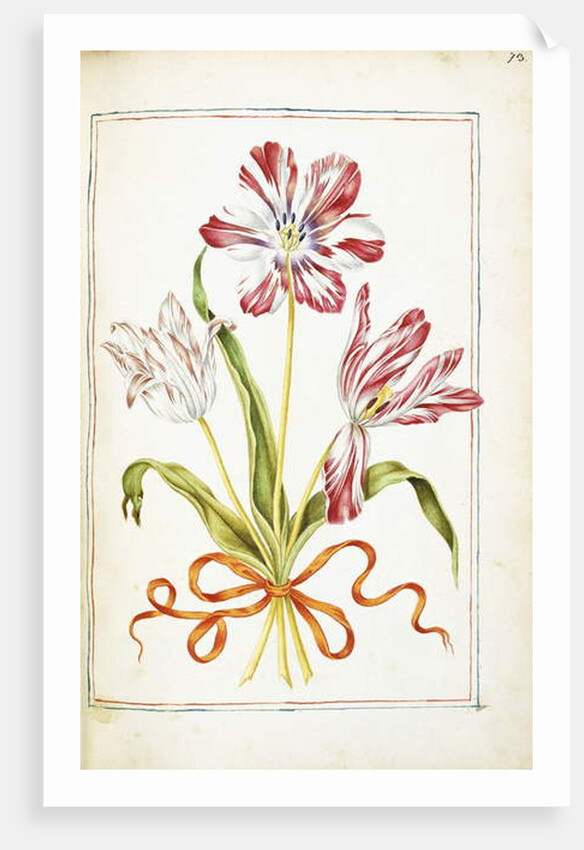 Tulips, 18th century by French School