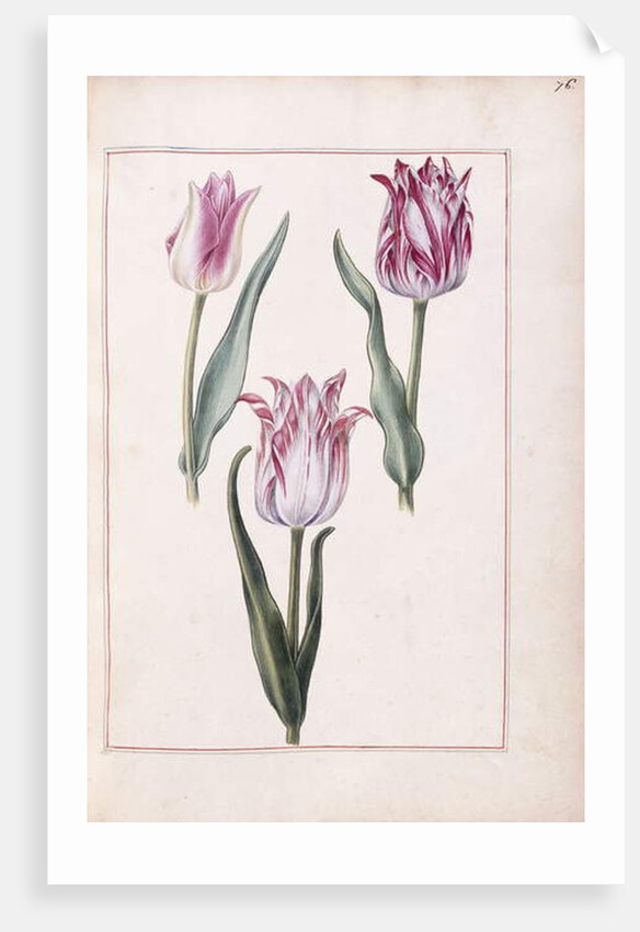 Tulips, 18th century by French School
