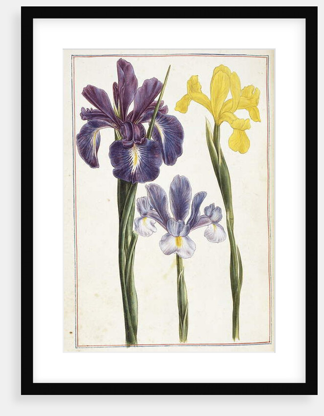 Irises, 18th century by French School
