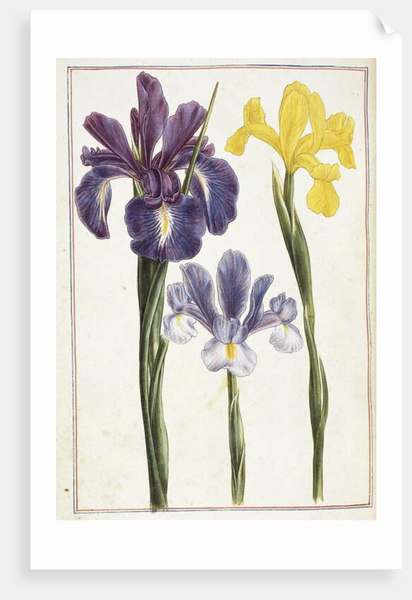 Irises, 18th century by French School