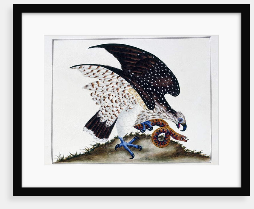 Bird of prey with snake, 1808-21 by Charles Hayes