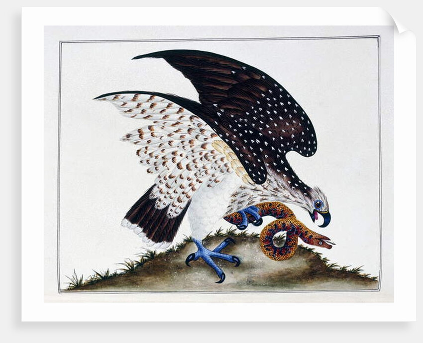 Bird of prey with snake, 1808-21 by Charles Hayes