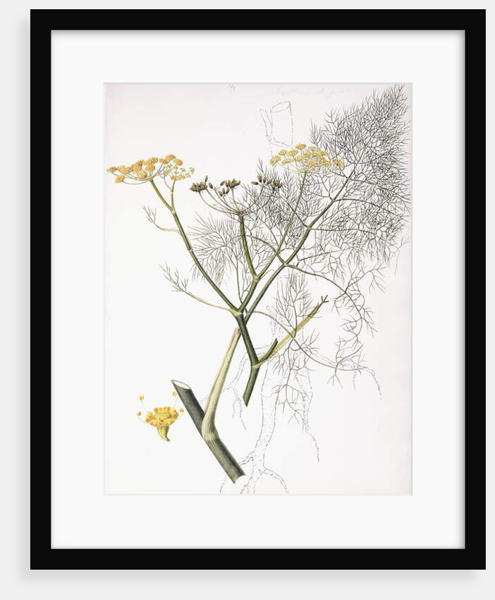 A Botanical Study, 1822-1845 by Charlotte Strickland