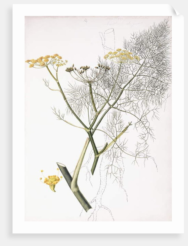 A Botanical Study, 1822-1845 by Charlotte Strickland