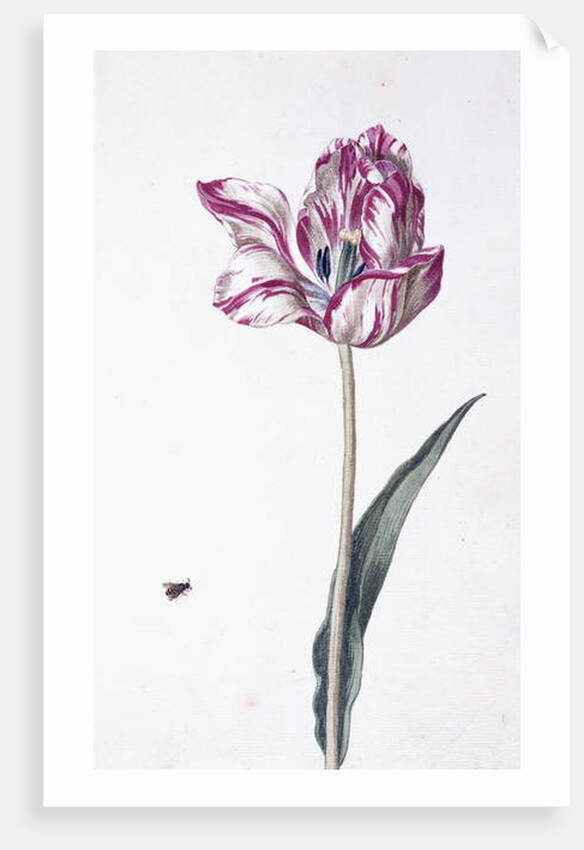 Tulip and bee, 18th century by German School