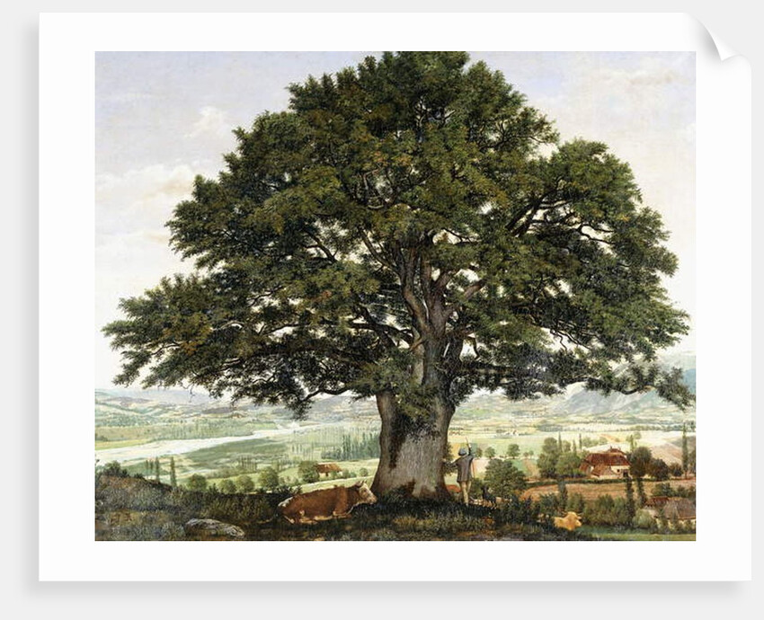 La Plaine d'Annecy-Chene le Veteran des Alpes, by Jean Jacques Rousseau