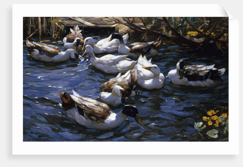 Ducks in the Reeds under the Boughs by Alexander Koester