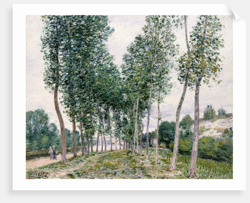 Alley of Poplars along the Loing, 1892 by Alfred Sisley