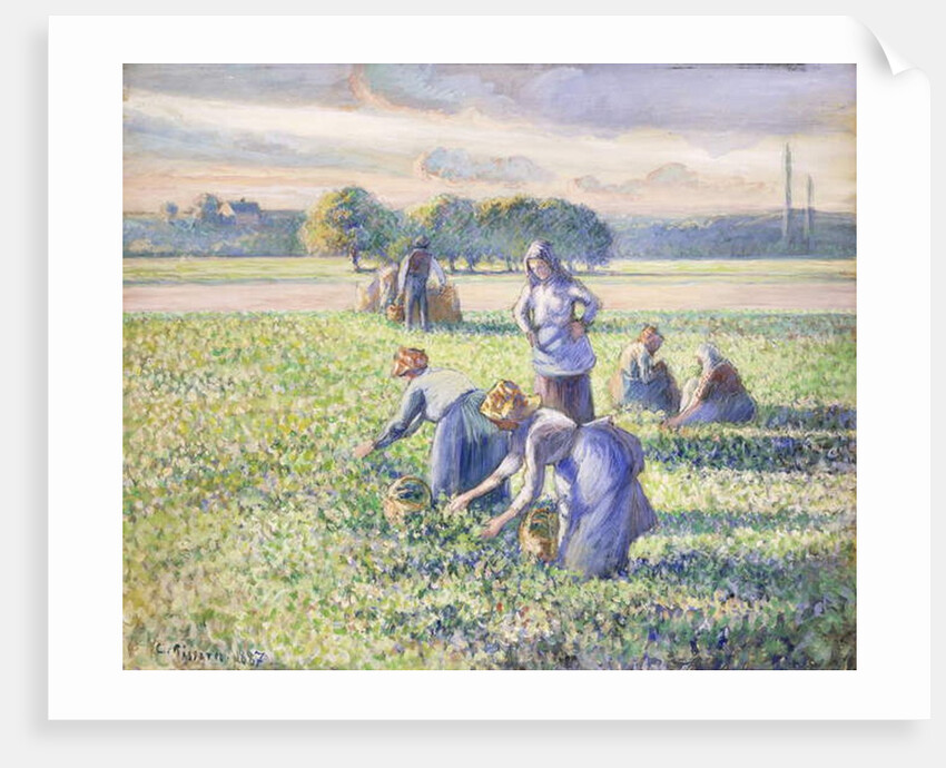 The Harvest of Peas, 1887 by Camille Pissarro