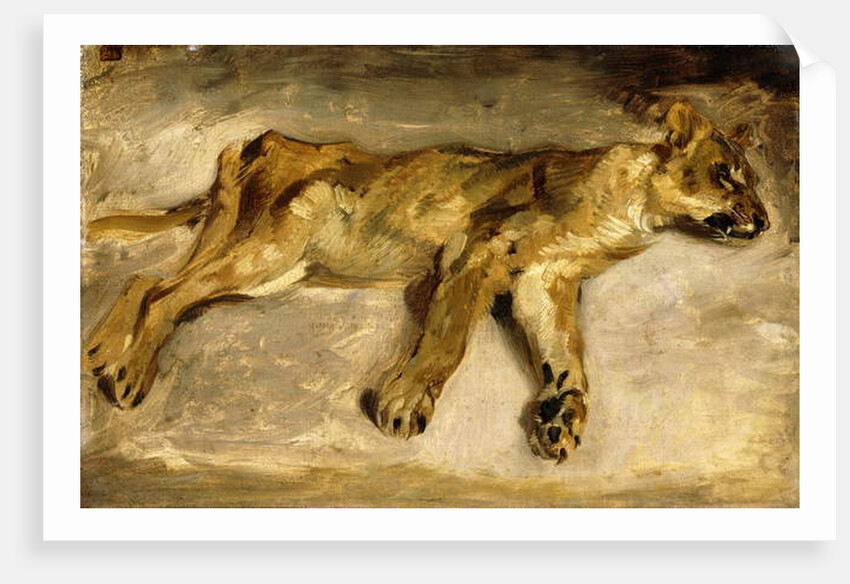 A Sleeping Lioness, c.1830 by Ferdinand Victor Eugene Delacroix