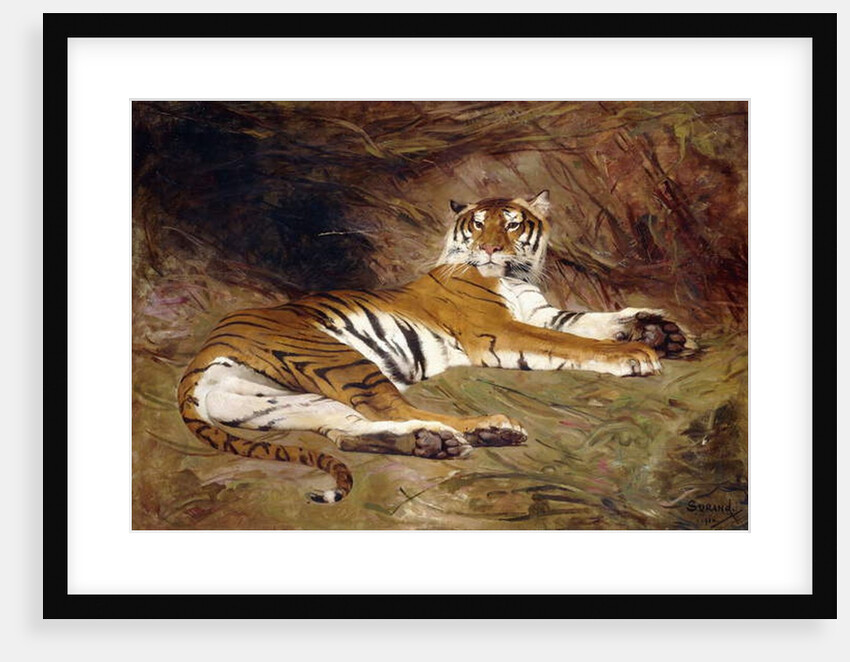 A Reclining Tiger, 1904 by Gustave Surand