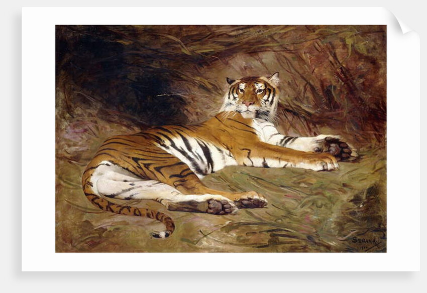 A Reclining Tiger, 1904 by Gustave Surand