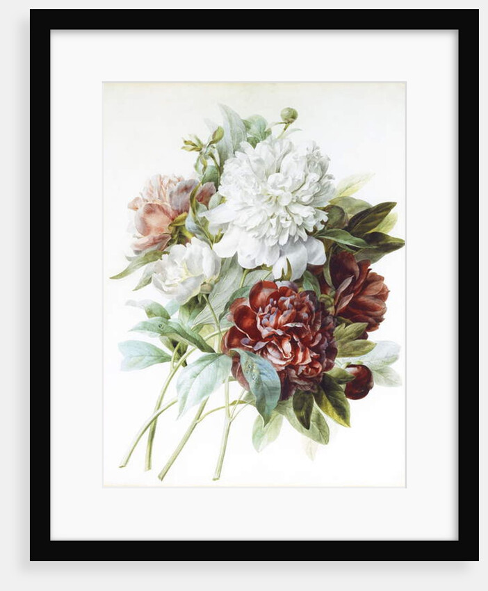 A Bouquet of Red, Pink and White Peonies by Pierre Joseph Redouté