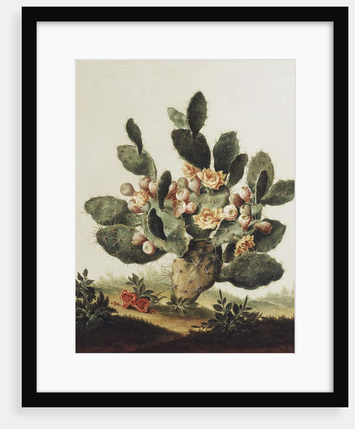 Still life of a cactus by Albert van der Eeckhout