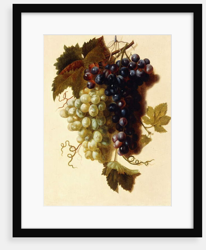 Bunches of Green and Red Grapes suspended from a Rope, c.1796 by Joseph-Laurent Malaine