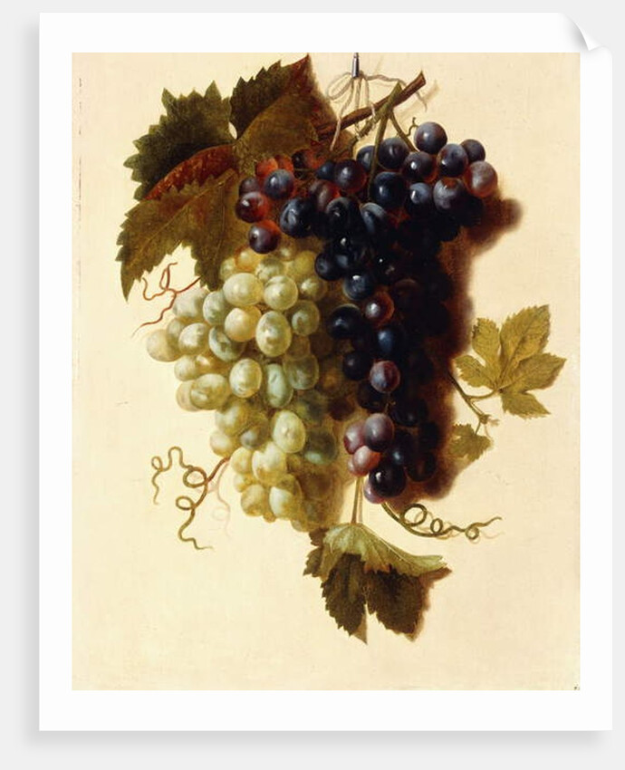 Bunches of Green and Red Grapes suspended from a Rope, c.1796 by Joseph-Laurent Malaine