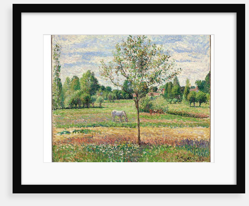 Meadow with Grey Horse, Eragny, 1893 by Camille Pissarro