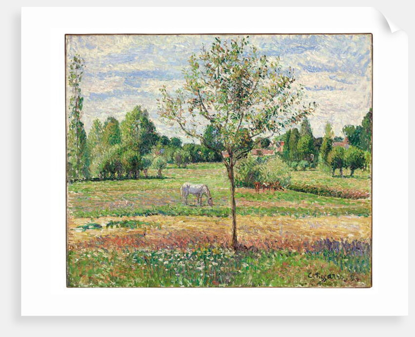Meadow with Grey Horse, Eragny, 1893 by Camille Pissarro