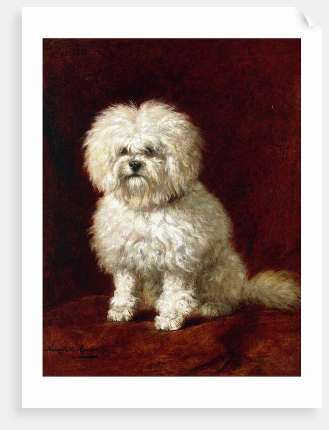 A Poodle by Henriette Ronner-Knip