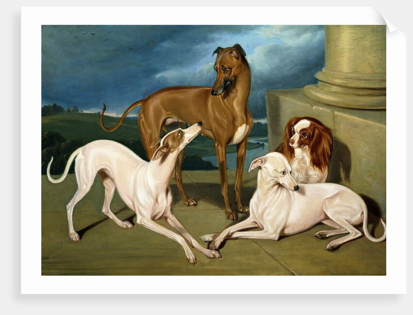 Whippets and a King Spaniel, 1837 by Edmund Jr Havell
