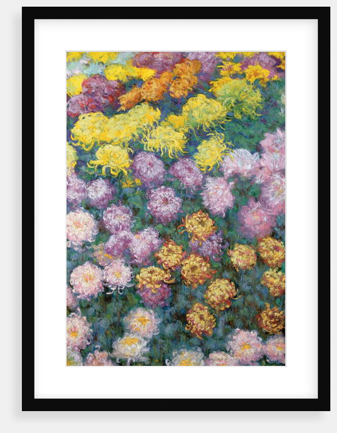 Chrysanthemums Massif, 1897 by Claude Monet