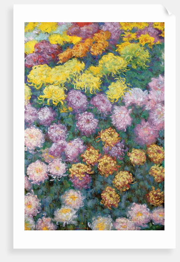 Chrysanthemums Massif, 1897 by Claude Monet