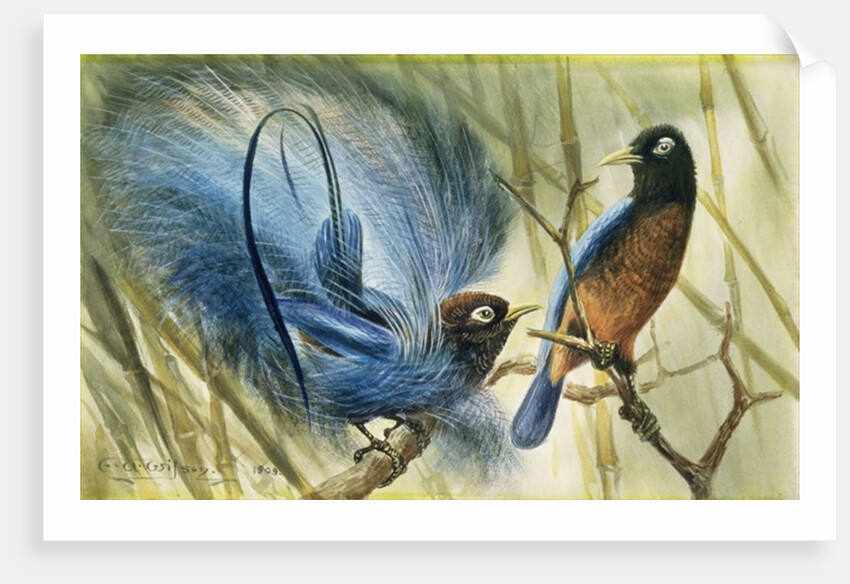Blue-bird of Paradise, 1909 by Edward Adrian Wilson