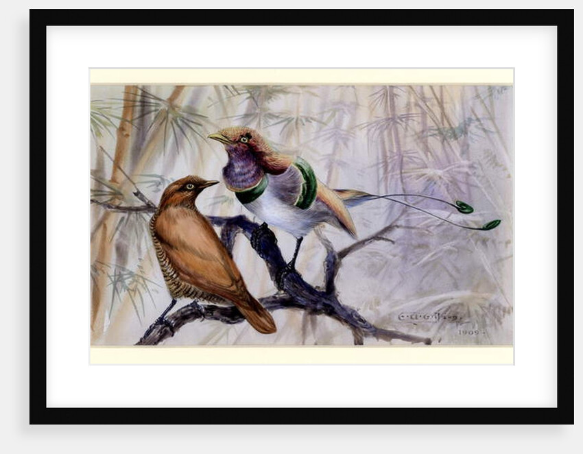 King bird of paradise, 1909 by Edward Adrian Wilson