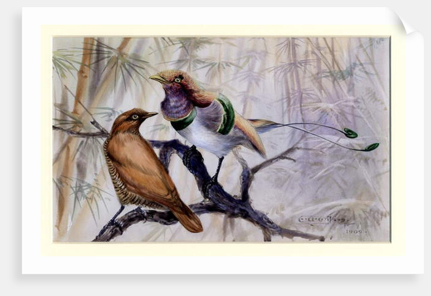 King bird of paradise, 1909 by Edward Adrian Wilson