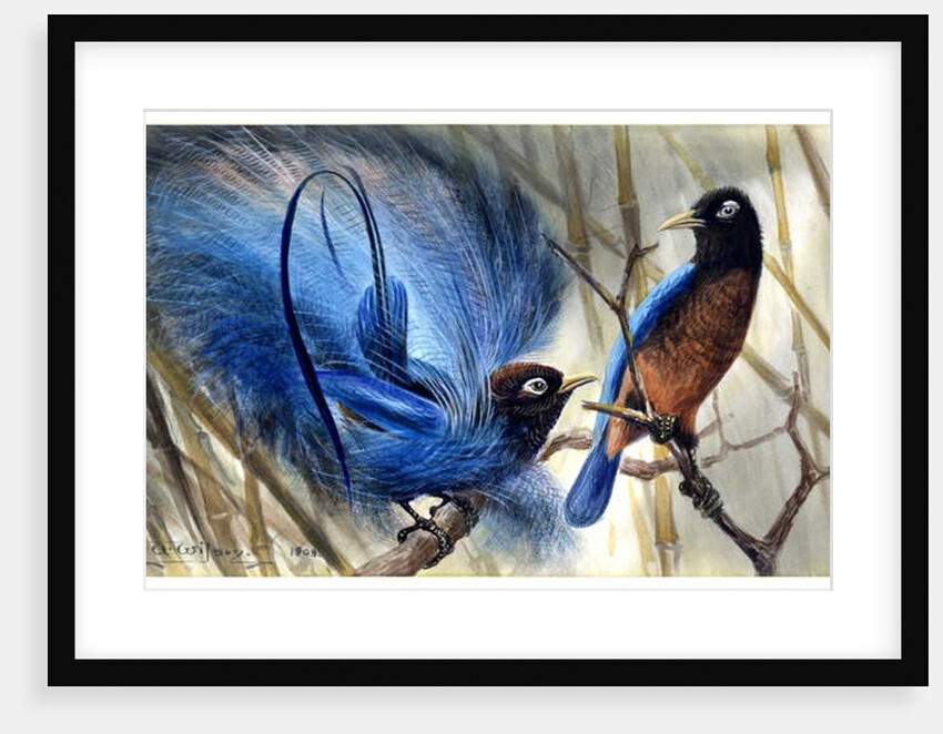 Blue bird of paradise, 1909 by Edward Adrian Wilson