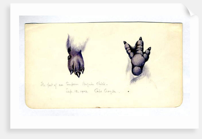 Two studies of the foot of an emperor penguin chick, 1901-04 by Edward Adrian Wilson
