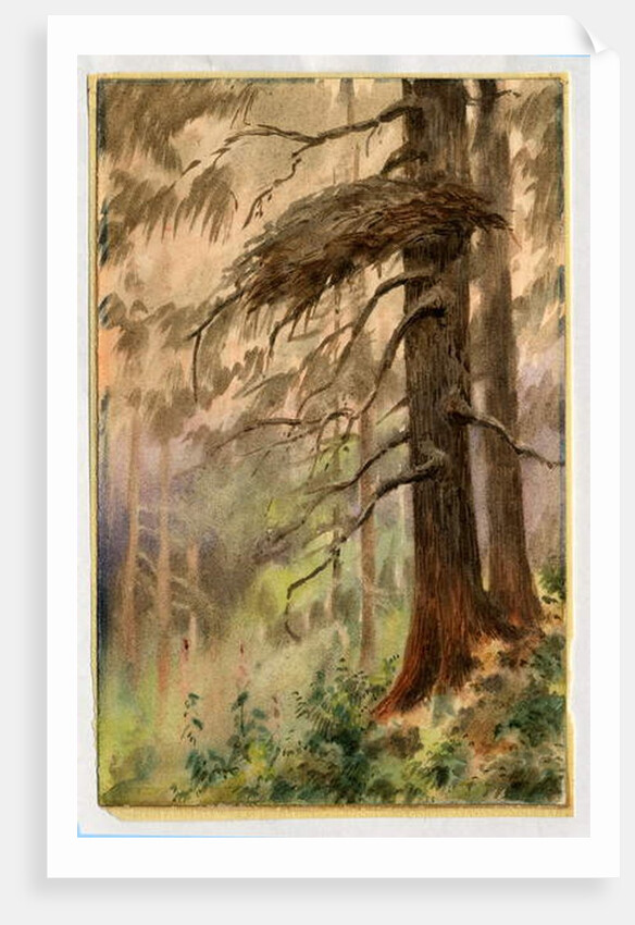 Goshawk's nest, 1898-99 by Edward Adrian Wilson