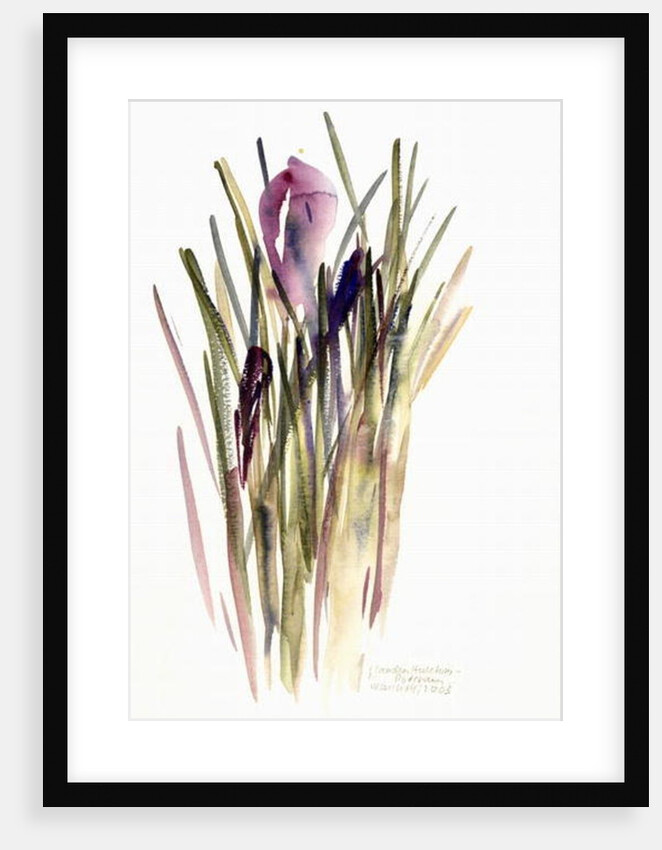 Crocus, 2003 by Claudia Hutchins-Puechavy