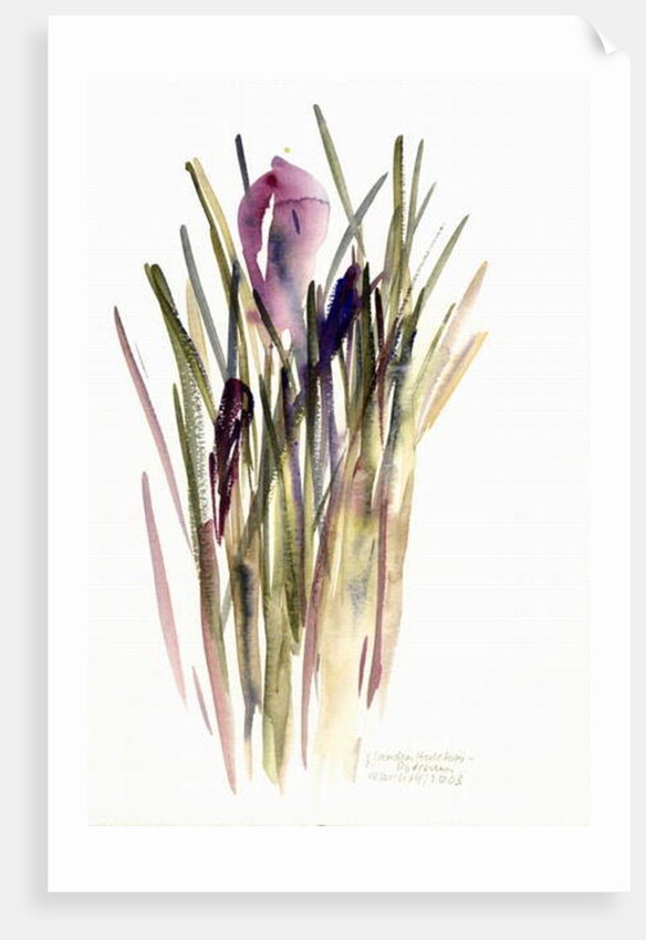 Crocus, 2003 by Claudia Hutchins-Puechavy
