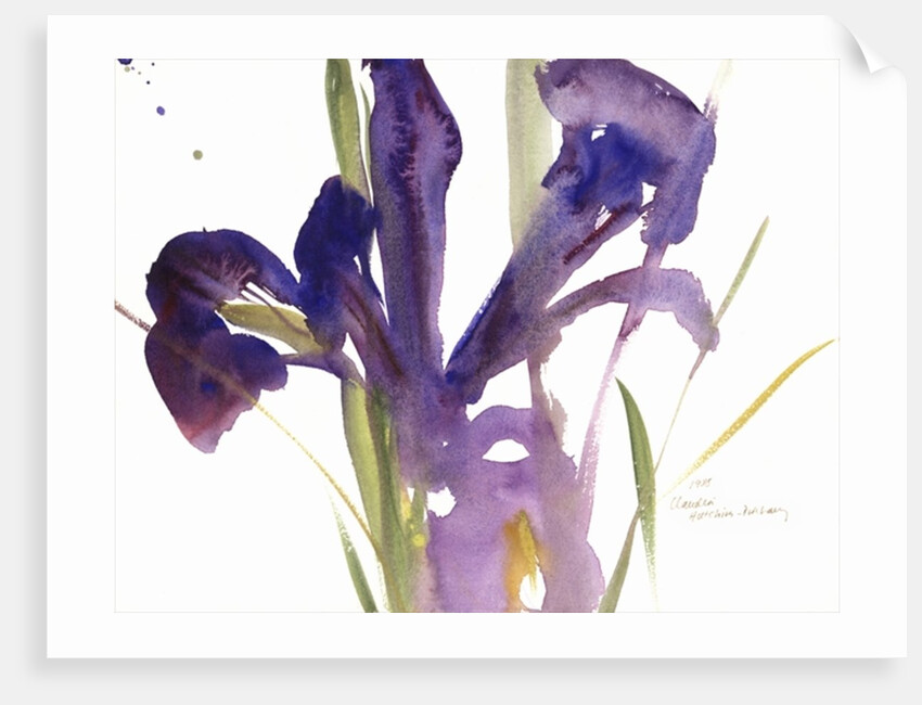 Iris, 1987 by Claudia Hutchins-Puechavy