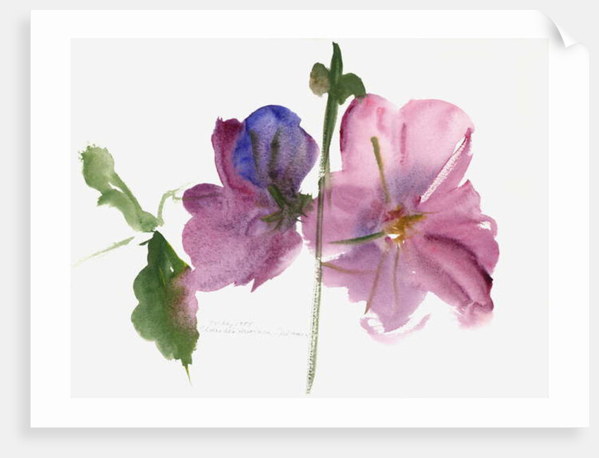 Hollyhocks, 1988 by Claudia Hutchins-Puechavy