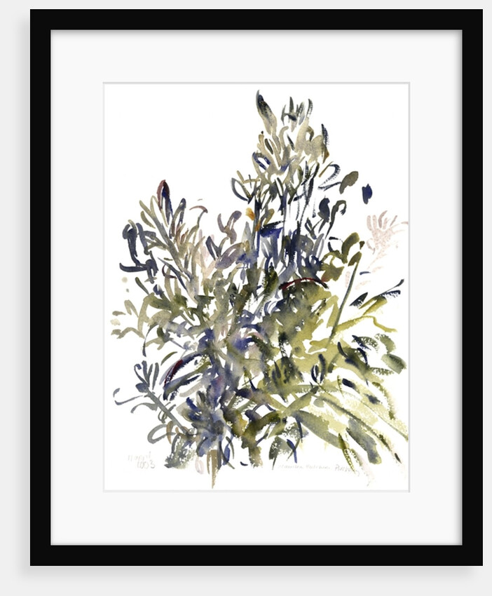 Senecio and other plants, 2003 by Claudia Hutchins-Puechavy