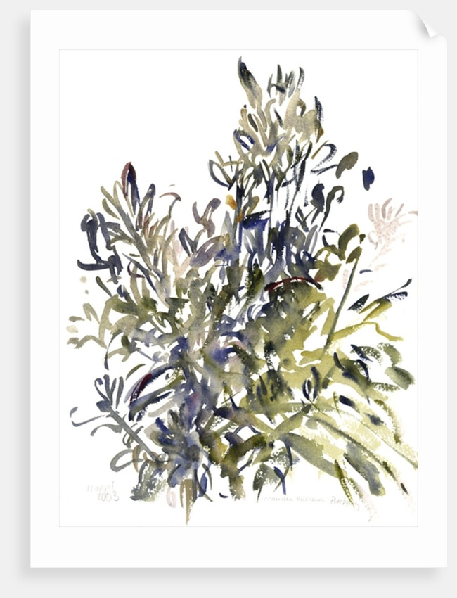 Senecio and other plants, 2003 by Claudia Hutchins-Puechavy