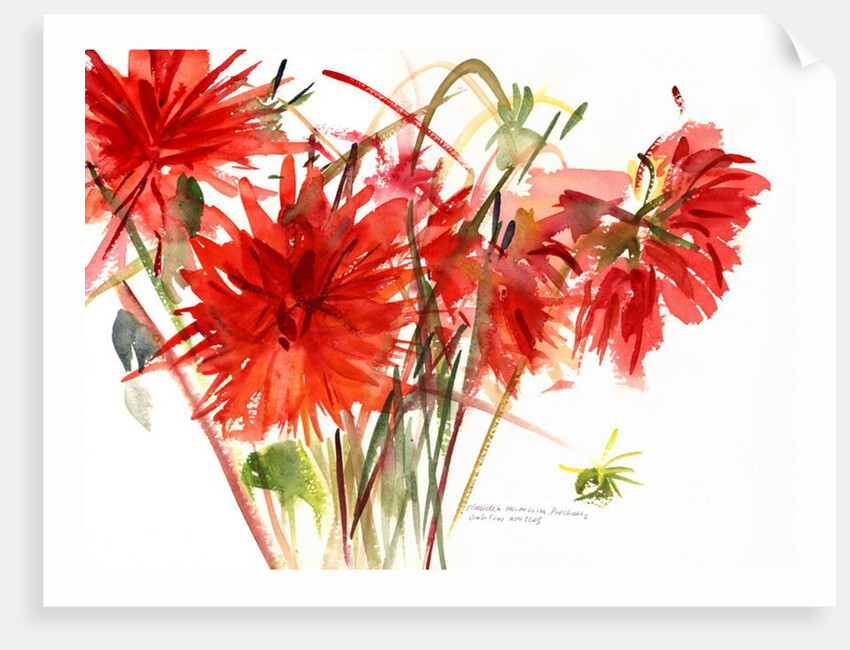 Dahlias, 2002 by Claudia Hutchins-Puechavy