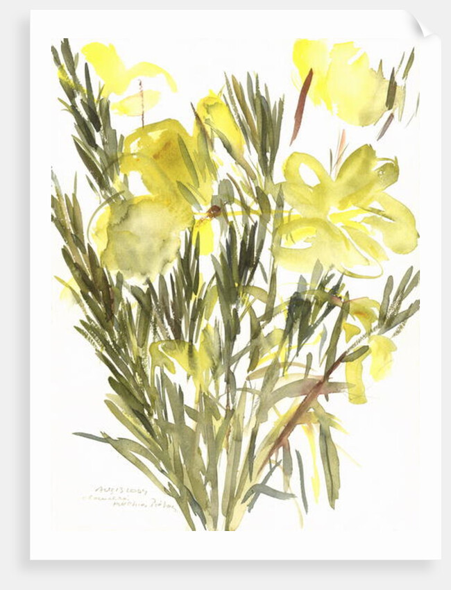 Evening primroses; 2004 by Claudia Hutchins-Puechavy