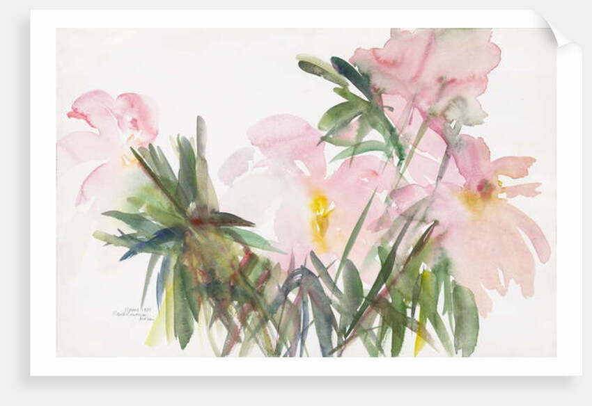 Peonies, 1987 by Claudia Hutchins-Puechavy
