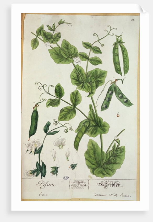 Pea by Elizabeth Blackwell
