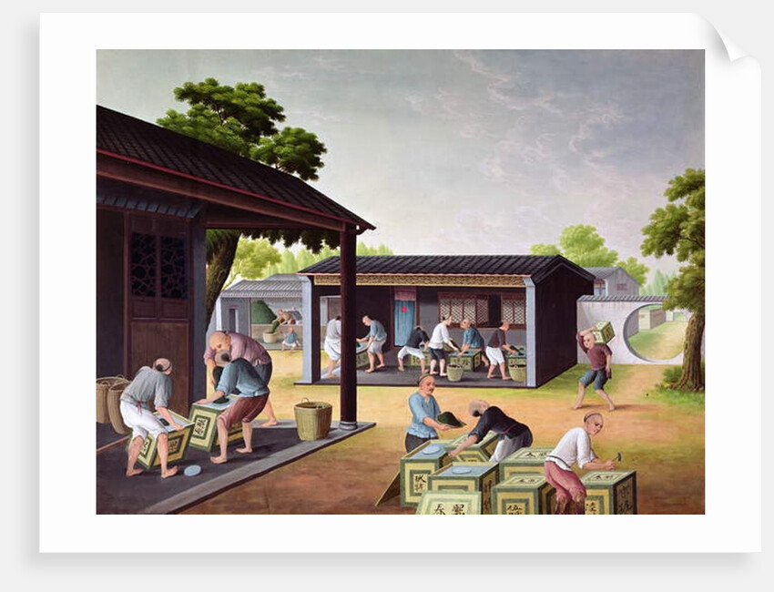 Packing Tea into Boxes by School Chinese