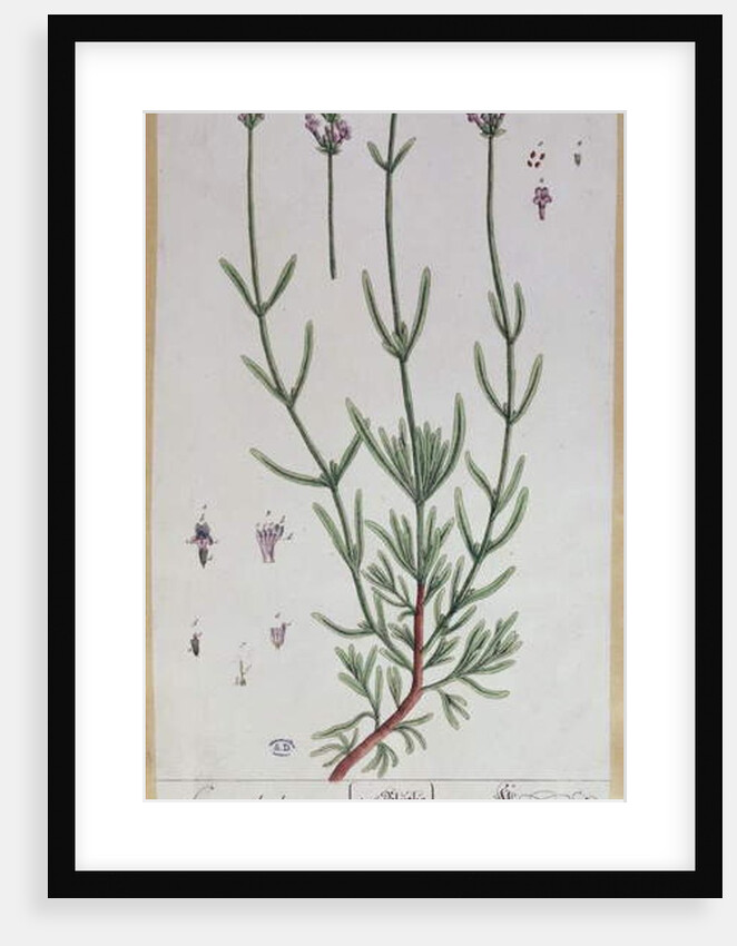 Lavender by Elizabeth Blackwell
