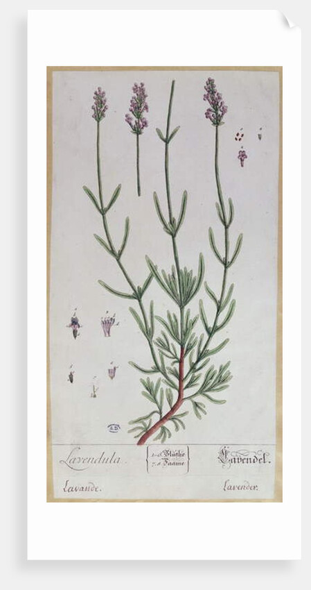 Lavender by Elizabeth Blackwell