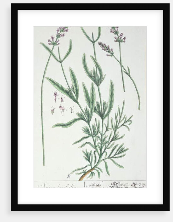 Lavender Spike by Elizabeth Blackwell